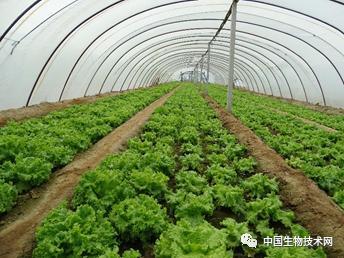 新研究发现:微塑料可以被农作物吸收并进入其可食用部位