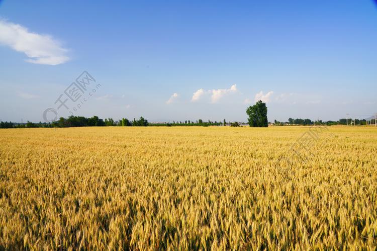 农作物麦田摄影图