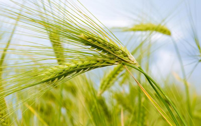 分析高清晰农作物植物摄影--金灿灿麦子稻田