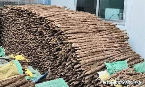 去年地头价5块多,今年地租涨价也要种,如今跌至2元,心里苦