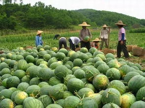 农产品销售渠道有哪些 怎样才能卖得好