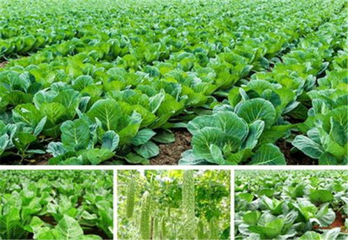 学校蔬菜配送多少钱 和康食品同城配送 京溪学校蔬菜配送