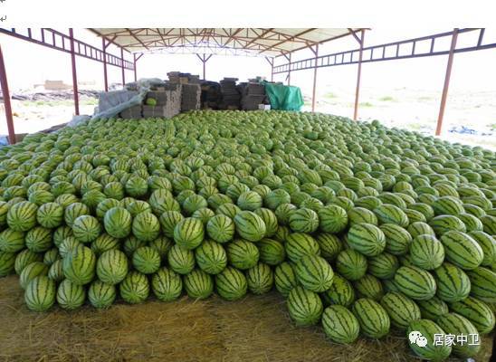 中卫的宁夏 农产品区域公用品牌 知名农业企业品牌 特色优质农产品品牌 大亮相,你知道几个