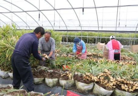又一农产品价格上涨,亩产万斤,去年3元1斤,今年保守亩产值5万