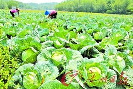清远加强农产品的质量安全检测 确保供大运农产品安全