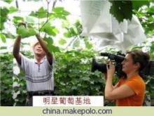 【愿做葡萄代理(图)】价格,厂家,图片,农产品代理加盟