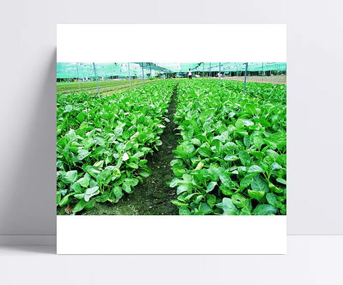 蔬菜 菜地菜园子 蔬菜,瓜果,田园,菜园子,菜地,庄稼,农作物,农产品,植物,其他,背景图 小燕