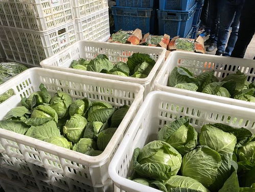 江苏全省 一张网 ,兜牢农产品质量
