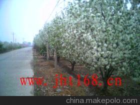 怀来八棱海棠树 优质绿化苗木的卓越选择